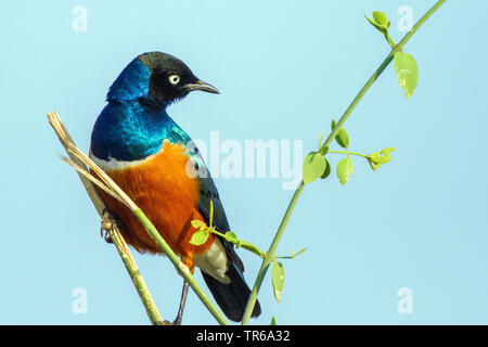 Ausgezeichnete starling (Spreo Superbus, Lamprotornis Superbus, Lamprospreo suberbus), sitzend auf einer Anlage, Kenia Stockfoto