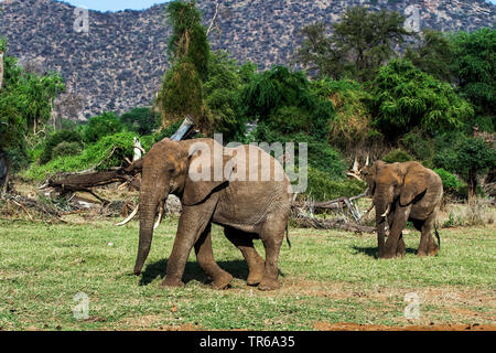 Afrikanischer Elefant (Loxodonta africana), zwei Elefanten in der Savanne, Kenya, Samburu National Reserve Stockfoto