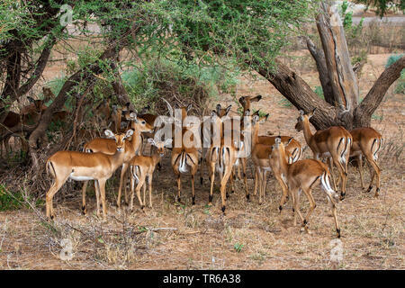 Impala (Aepyceros melampus), Herde unter Bäumen, Kenya, Samburu National Reserve Stockfoto