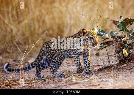 Leopard (Panthera pardus), Wandern leopard Cub, Seitenansicht, Sambia South Luangwa National Park Stockfoto