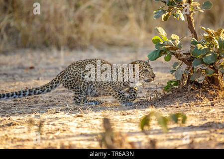 Leopard (Panthera pardus), junger leopard Schleichen oben, Sambia South Luangwa National Park Stockfoto