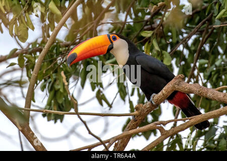 Toco Toucan, Toucan, gemeinsame Toucan (Ramphastos toco), sitzt auf einem Baum, Brasilien, Pantanal, Pantanal Matogrossense Nationalpark, Mato Grosso Stockfoto