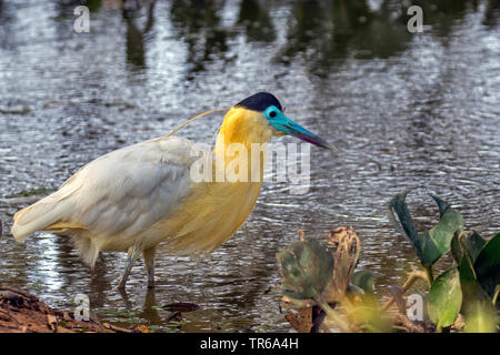 Heron (Pilherodius pileatus begrenzt), standin in Wasser, Brasilien, Pantanal, Pantanal Matogrossense Nationalpark, Mato Grosso Stockfoto