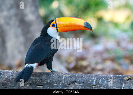 Toco Toucan, Toucan, gemeinsame Toucan (Ramphastos toco), sitzt auf einem Baum, Brasilien, Pantanal, Pantanal Matogrossense Nationalpark, Mato Grosso Stockfoto