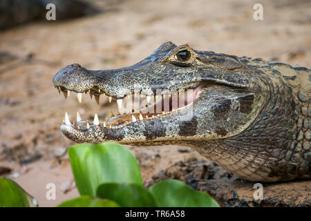 Paraguayische Kaimane (Caiman yacare, Caiman crocodilus yacare), Portrait mit offenen Mund, Seitenansicht, Brasilien, Pantanal, Pantanal Matogrossense Nationalpark Stockfoto