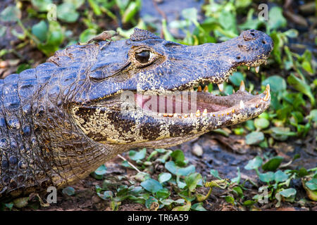 Paraguayische Kaimane (Caiman yacare, Caiman crocodilus yacare), Portrait mit offenen Mund, Seitenansicht, Brasilien, Pantanal, Pantanal Matogrossense Nationalpark Stockfoto