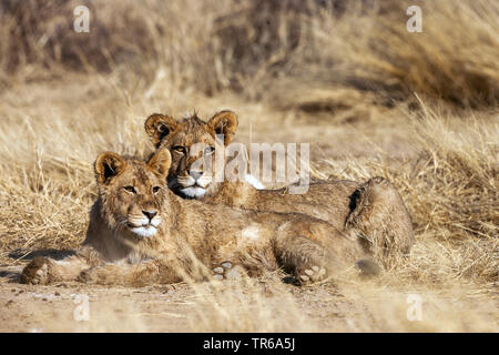 Kalahari Löwen (Panthera leo Panthera vernayi vernayi,), zwei Löwen in der Savanne, Südafrika, Kalahari lügen, Kalahari Gemsbok National Park Stockfoto