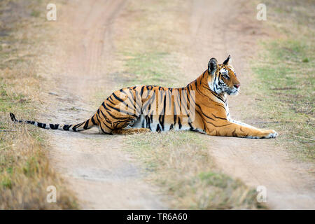 Bengal Tiger (Panthera tigris tigris), tigerin Mutschili liegend auf einer unbefestigten Straße, Seitenansicht, Indien, Ranthambore Nationalpark, Radjasthan Stockfoto