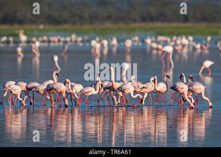 Mehr Flamingo (Phoenicopterus roseus, Phoenicopterus ruber Roseus), Scharen von Flamingos in seichtem Wasser, Kenia, Lake Nakuru National Park Stockfoto
