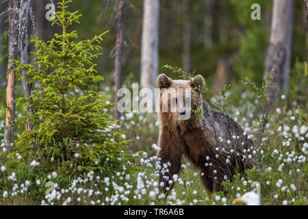 Europäische Braunbär (Ursus arctos arctos), in blühenden Wollgras, Finnland, Kainuu Stockfoto