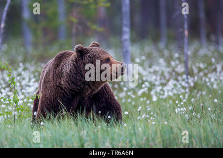 Europäische Braunbär (Ursus arctos arctos), in blühenden Wollgras, Finnland, Kainuu Stockfoto