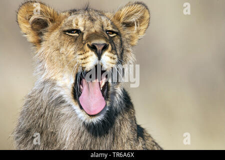 Kalahari Löwen (Panthera leo Panthera vernayi vernayi,), Gähnen lion pup, Porträt, Südafrika, Kalahari Gemsbok National Park Stockfoto