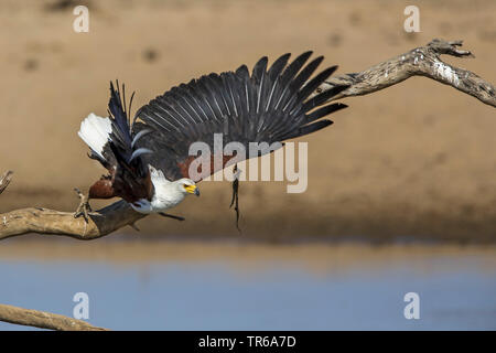 African Fish Eagle (Haliaeetus vocifer), ausgehend von einer Zweigstelle in Wasser, Sambia South Luangwa National Park Stockfoto