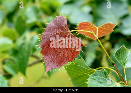 Henry's Linde (Tilia henryana), Junge Blätter, Deutschland, Niedersachsen Stockfoto