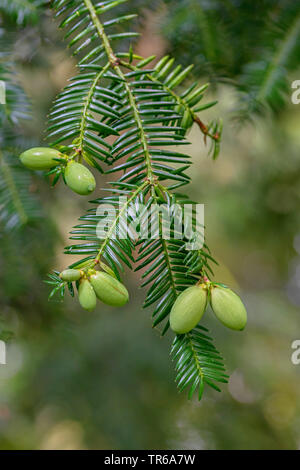 Japanische torreya, Japanisch Muskatnuss - Eibe, Japanisch Muskatnuss Eibe (torreya Nucifera), Zweigniederlassung, mit Kegel Stockfoto