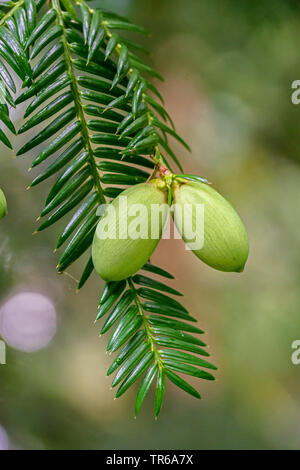 Japanische torreya, Japanisch Muskatnuss - Eibe, Japanisch Muskatnuss Eibe (torreya Nucifera), Zweigniederlassung, mit Kegel Stockfoto