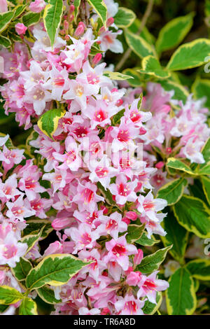 Altmodische weigela (Weigela 'Nana Variegata' Weigela Nana Variegata), blühende, Sorte Nana Variegata, Deutschland Stockfoto