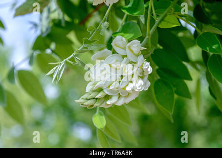 Chinesische glyzine (Wisteria sinensis 'Nivea', Wisteria sinensis Nivea), blühende, Sorte Nivea, Deutschland, Sachsen Stockfoto