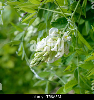 Chinesische glyzine (Wisteria sinensis 'Nivea', Wisteria sinensis Nivea), blühende, Sorte Nivea Stockfoto