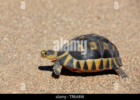 Südafrikanische bugspriet Schildkröte (Chersina angulata), Wandern, Südafrika, Nordkap, Namaqua National Park Stockfoto