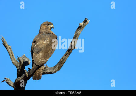 Steppe Mäusebussard (Buteo buteo vulpinus), sitzt auf einem Baum, Südafrika, Kgalagadi Transfrontier National Park Stockfoto