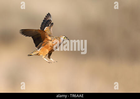 Bunte sandgrouse, Burchell's sandgrouse (Pterocles burchelli), männlich Landing, Süd Afrika, Kgalagadi Transfrontier National Park Stockfoto