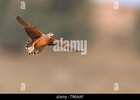 Bunte sandgrouse, Burchell's sandgrouse (Pterocles burchelli), männlich Landing, Süd Afrika, Kgalagadi Transfrontier National Park Stockfoto