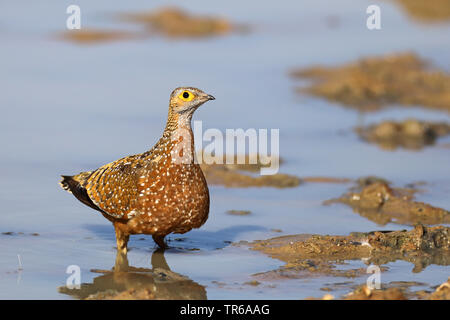 Bunte sandgrouse, Burchell's sandgrouse (Pterocles burchelli), männlich in Wasser, Südafrika, Kgalagadi Transfrontier National Park Stockfoto