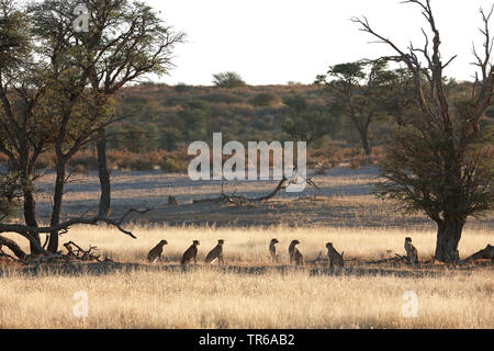 Gepard (Acinonyx jubatus), Familie in der Savanne am Morgen sitzen, Südafrika, Kgalagadi Transfrontier National Park Stockfoto