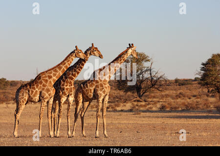 Giraffe (Giraffa Camelopardalis), in der Gruppe, die in der Savanne, Südafrika, Kgalagadi Transfrontier National Park Stockfoto