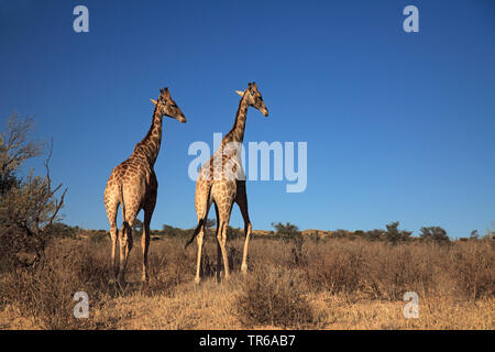 Giraffe (Giraffa Camelopardalis), ein paar wenige in der Savanne, Rückansicht, Südafrika, Kgalagadi Transfrontier National Park Stockfoto