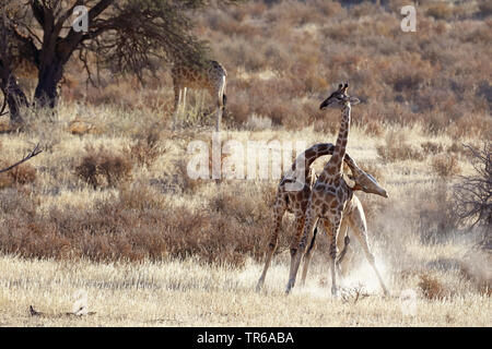 Giraffe (Giraffa Camelopardalis), territoriale Kampf zwischen zwei männlichen Giraffen in der Savanne, Südafrika, Kgalagadi Transfrontier National Park Stockfoto