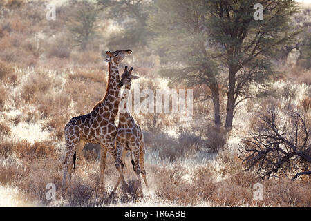 Giraffe (Giraffa Camelopardalis), territoriale Kampf zwischen zwei männlichen Giraffen in der Savanne, Südafrika, Kgalagadi Transfrontier National Park Stockfoto