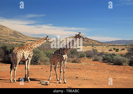 Giraffe (Giraffa Camelopardalis), Paar, die in der Savanne, Südafrika, North West Provinz, Pilanesberg National Park Stockfoto