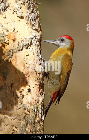 Olivenöl Specht (Dendropicos griseocephalus), männlich für Essen zu einem toten Baum suchen, Südafrika, Westkap, Wilderness National Park Stockfoto