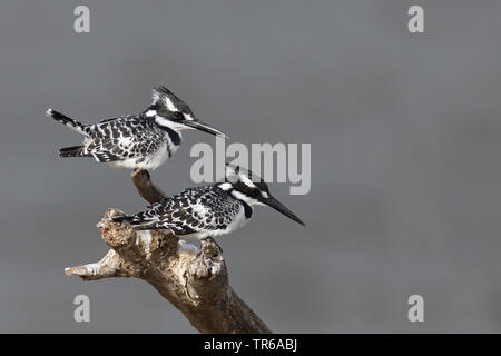 Weniger pied Kingfisher (Ceryle rudis), Paar auf einem toten Baum, Südafrika, Westkap, Wilderness National Park Stockfoto