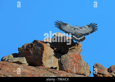 African harrier Hawk (Polyboroides typus), zu der die Landung auf einem Felsen, Südafrika, Nordkap, Namaqua National Park Stockfoto