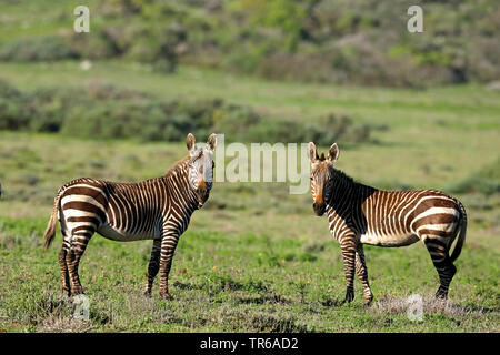 Cape Mountain Zebra, Mountain Zebra (Equus zebra Zebra), zwei Mountain Zebras auf Grünland, Seitenansicht, Südafrika, Western Cape, West Coast National Park Stockfoto