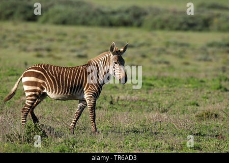 Cape Mountain Zebra, Mountain Zebra (Equus zebra Zebra), Wandern auf Grünland, Seitenansicht, Südafrika, Western Cape, West Coast National Park Stockfoto