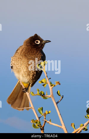 Cape bulbul (Pycnonotus capensis), sitzend auf einem Busch, Südafrika, Western Cape, West Coast National Park Stockfoto