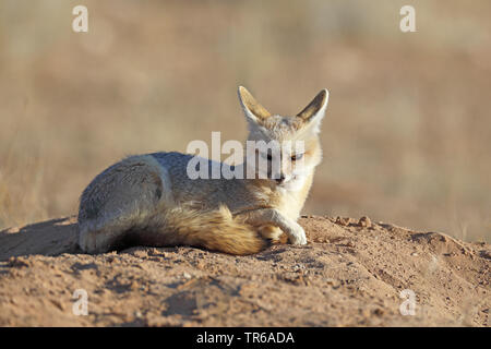 Cape Fox (Vulpes chama), liegen an der Höhle, Südafrika, Kgalagadi Transfrontier National Park Stockfoto