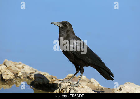 Schwarze Krähe (Anas capensis), sitzt auf einem Felsen am Wasser, Kgalagadi Transfrontier National Park Stockfoto