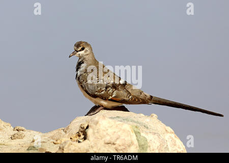 Namaqua dove (Oena capensis), Mann auf einem Stein saß, Kgalagadi Transfrontier National Park Stockfoto