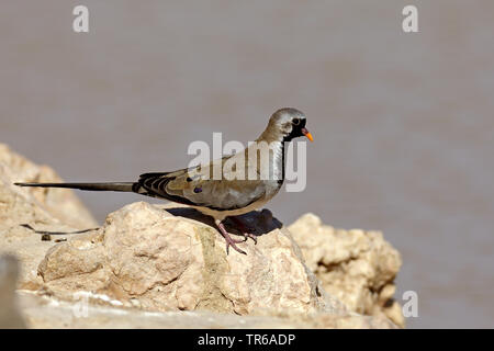 Namaqua dove (Oena capensis), Männer, die von der Wasserseite, Südafrika, Kgalagadi Transfrontier National Park Stockfoto