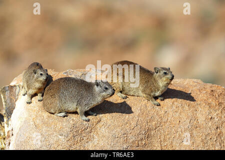 Gemeinsame Klippschliefer, Rock dassie (Procavia capensis), Gruppe Sonnenbaden auf einem Felsblock, Südafrika, Augrabies Falls Nationalpark Stockfoto