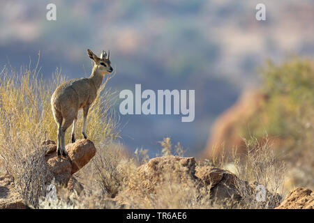 Klippspringer (Oreotragus oreotragus), männlich stehend auf einem Felsen, Südafrika, Augrabies Falls Nationalpark Stockfoto