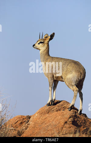 Klippspringer (Oreotragus oreotragus), männlich stehend auf einem Felsen, Seitenansicht, Südafrika, Augrabies Falls Nationalpark Stockfoto