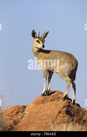 Klippspringer (Oreotragus oreotragus), männlich stehend auf einem Felsen und Peering, Südafrika, Augrabies Falls Nationalpark Stockfoto