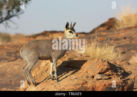 Klippspringer (Oreotragus oreotragus), männlich stehend in der Savanne auf einem Stein, Südafrika, Augrabies Falls Nationalpark Stockfoto