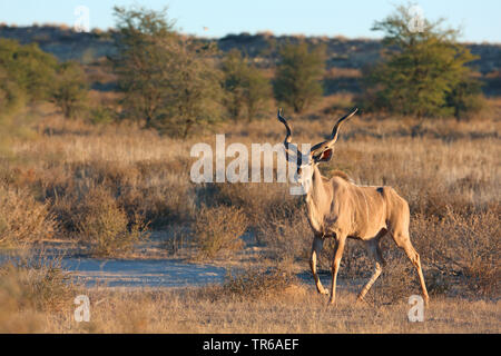 Mehr Kudu (Tragelaphus strepsiceros), männlich Walking in der Savanne, Südafrika, Kgalagadi Transfrontier National Park Stockfoto